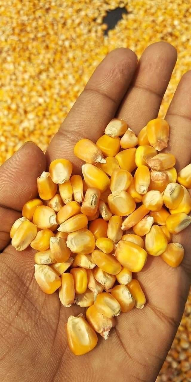 Corns